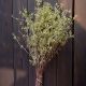 Dried Millet Bunch