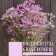 Dried Crystal Grass Flowers