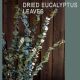 Dried Eucalyptus Leaves