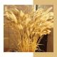 Pampas Grass