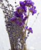 Dried Lavender Bunch