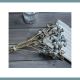 Eucalyptus Fruit Branch
