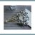 Eucalyptus Fruit Branch