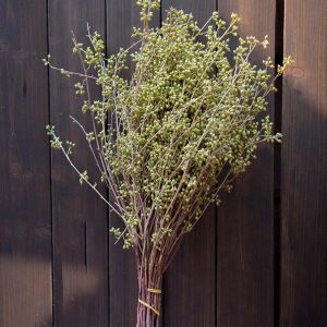 Dried Millet Bunch